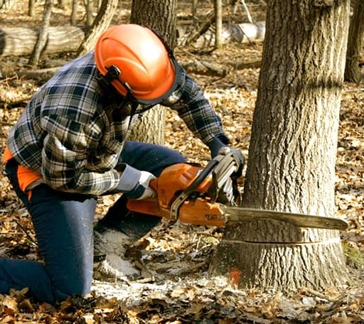 Tree Removal in Hope, RI